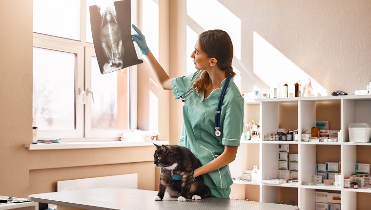 Mal sehen.  Weibliche Tierärztin in Arbeitsuniform betrachtet das Röntgenbild einer Katze und hält einen Patienten während der Untersuchung in der Tierklinik mit einer Hand.  Konzept für die Haustierbetreuung.  Medizin-Konzept.  Tierklinik