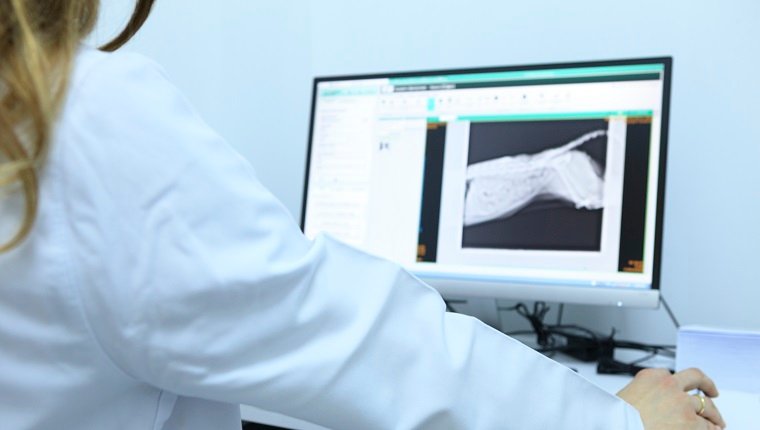 Weibliche Tierärztin untersucht Röntgenaufnahme einer Katze