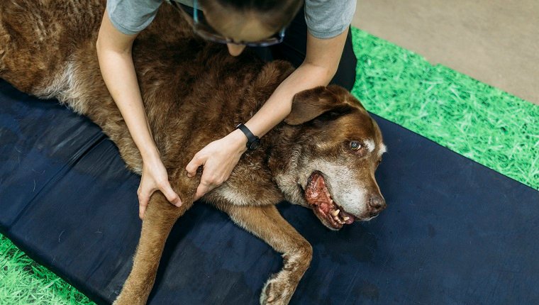 alter Labrador Retriever Hund, der eine Massage in einem Physiotherapeuten-Hundezentrum erhält