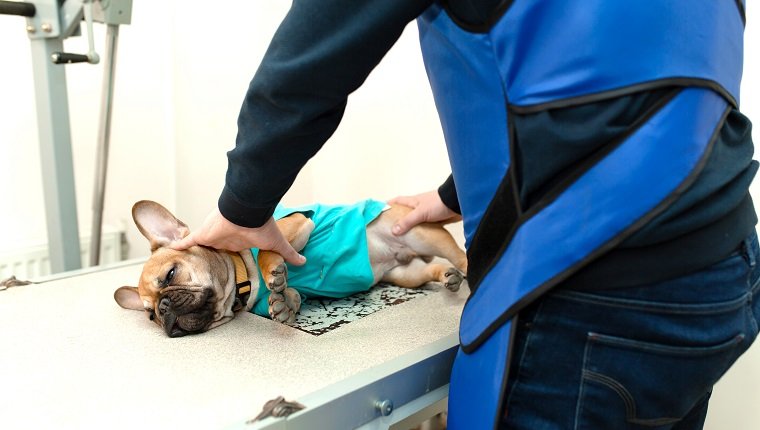 tierarztassistent in schutzweste halten die französische bulldogge auf das röntgenscannen vorzubereiten.