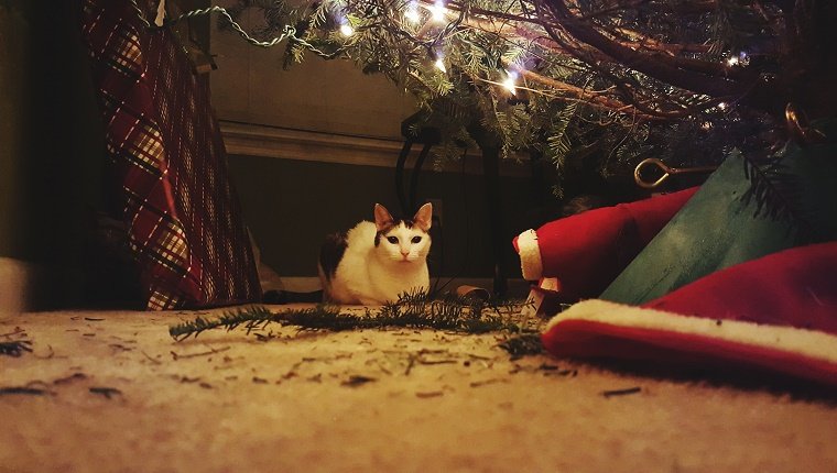 Lassen Sie Ihre Katze auf den Weihnachtsbaum klettern