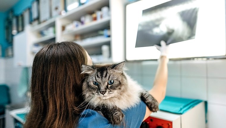 Mal sehn.  Weibliche Tierärztin in Arbeitsuniform betrachtet das Röntgenbild einer Katze und hält einen Patienten während der Untersuchung in der Tierklinik mit einer Hand.  Konzept für die Haustierbetreuung.  Medizin-Konzept.  Tierklinik
