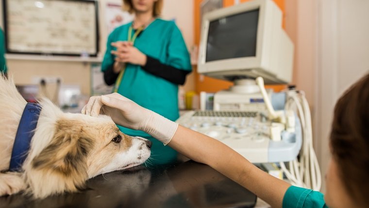 Nahaufnahme einer Tierärztin, die einen Hund vor der ärztlichen Untersuchung in der Tierklinik kuschelt.