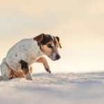 12 years old frozen Jack Russell Terrier dog is walking over a snowy meadow in winter. Small dog has cold feet.