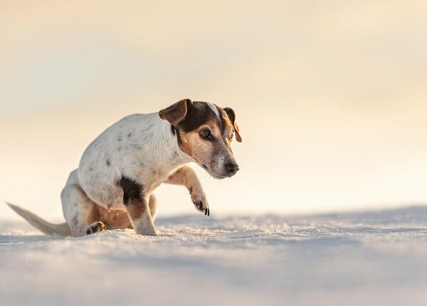 12 years old frozen Jack Russell Terrier dog is walking over a snowy meadow in winter. Small dog has cold feet.