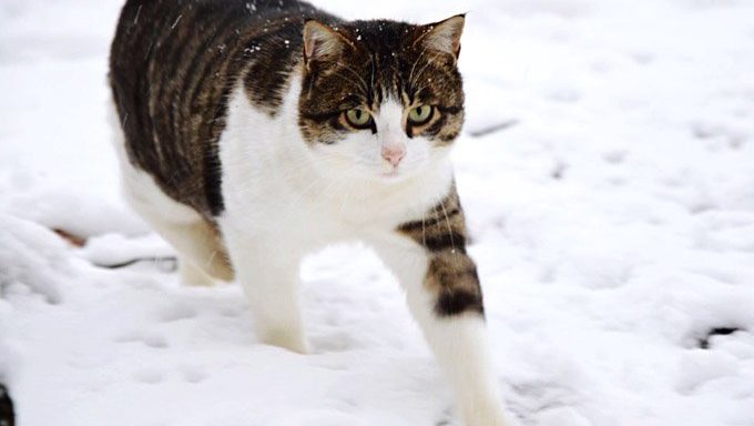 Katze läuft im Schnee