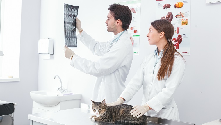 Ärzte besprechen Röntgenaufnahmen von Katzenbildern.  Konzept der Tierklinik.  Dienstleistungen eines Arztes für Tiere, Gesundheit und Behandlung von Haustieren
