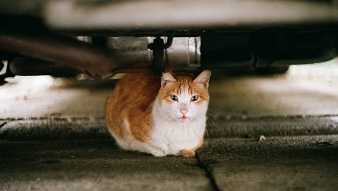 Katze unter dem Auto