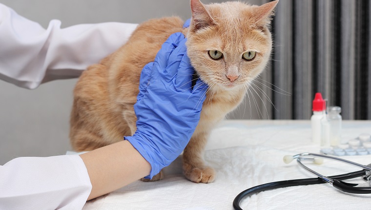 Beim Tierarzt.  Eine rote Katze wird von einem Tierarzt untersucht.  Der Tierarzt hält die Ingwerkatze auf dem Tisch.