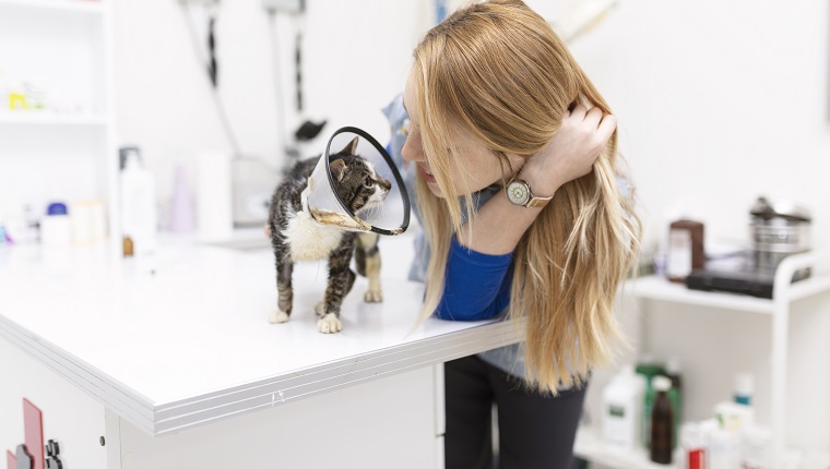 Tierarzt, der verletzte Katze betrachtet