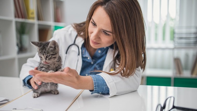 Tierarzt untersucht ein Kätzchen in einer Tierklinik