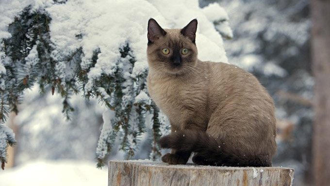 Katze auf Baumstamm im verschneiten Winterwald