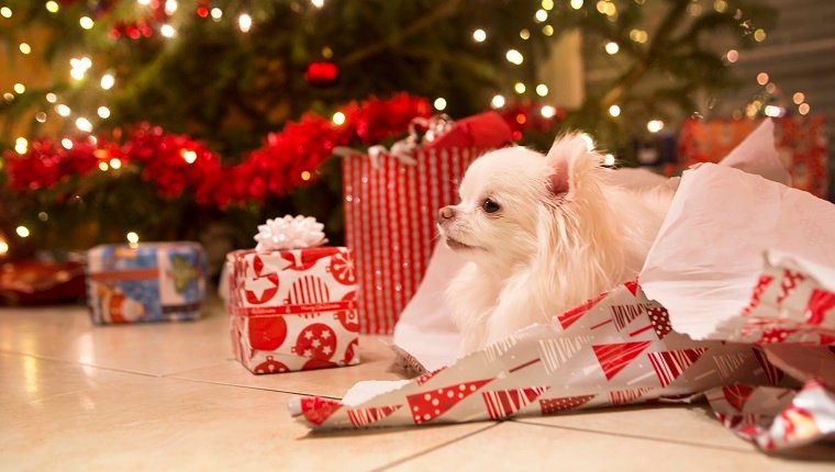 A cute, long haired white Chihuahua puppy rests in a pile of wrapping paper by the christmas tree adorned with lights and garland.