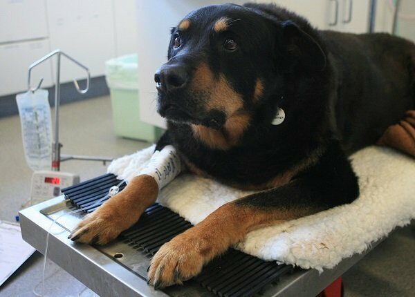 (AUSTRALIA OUT) Zap the rottweiler who gave blood to Rocky the German Shepherd who had two bullets removed in an operation after saving its owner from three burglars in Kingsford, 11 October 2006. SMH Picture by JON REID