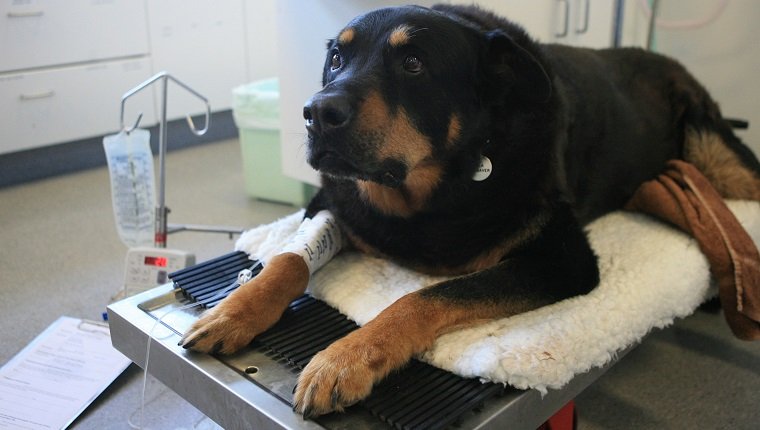 (Australien) Zap den Rottweiler, der Rocky der Deutsche Schäferhund Blut gab, der zwei Kugeln in einer Operation entfernt hatte, nachdem er seinen Besitzer vor drei Einbrechern in Kingsford, 11. Oktober 2006 gerettet hatte. SMH Bild von JON REID 