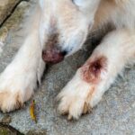 Close-up and selective focus of paw of white German Shephardinfected with botfly