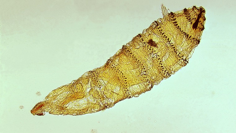 Erste Larve von Cuterebra, einer Gattung von Botfly.  Fliege, Parasit.  Bild mit freundlicher Genehmigung von CDC/Dr.  George Healy, 1973. 