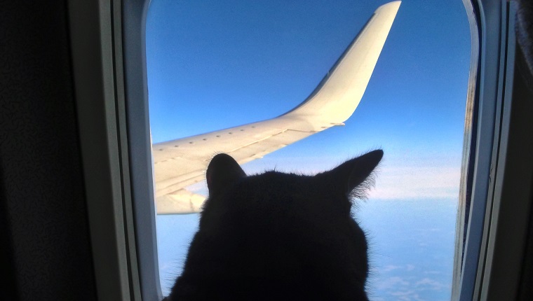 Luftfahrtkatze fliegt im Flugzeug mit Blick auf das Bullauge mit Blick auf den blauen Himmelsflügel.  Silhouette Katze im Flugzeugfenster.
