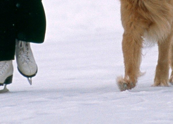 Woman ice-skates during a snowstorm with her golden retriever dog, winter