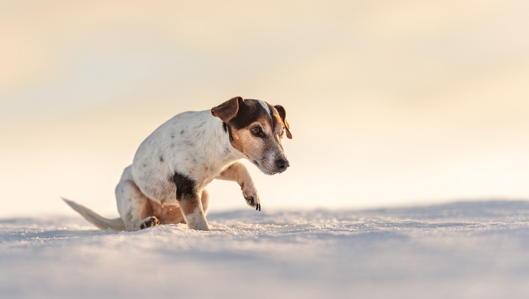 12 Jahre alter gefrorener Jack Russell Terrier Hund geht im Winter über eine verschneite Wiese.  Kleiner Hund hat kalte Füße.