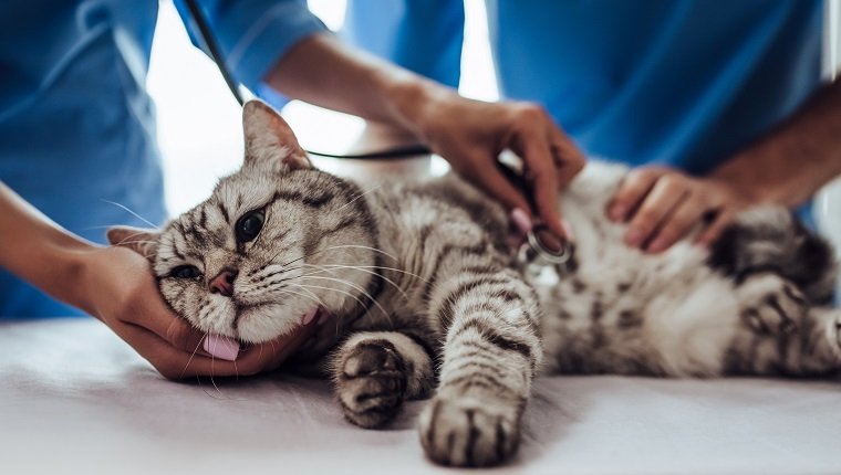 Abgeschnittenes Bild eines gutaussehenden Tierarztes und seiner attraktiven Assistentin in der Tierklinik untersuchen die süße graue Katze mit dem Stethoskop.