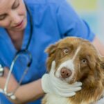 A Caucasian female veterinarian is indoors at a clinic. She is wearing medical clothing. She is looking after a cute border collie dog lying on a table. She is checking the dog