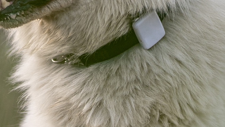 Weißer Hund mit einem Ortungsgerät am Halsband