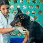 Latin American woman working as a veterinary