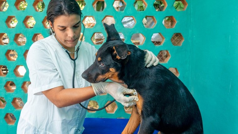 Lateinamerikanische Frau, die als Tierärztin arbeitet