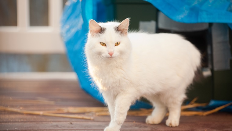 Eine wunderschöne weiße, langhaarige Katze, die von dem selbstgebauten Tierheim wegging, in dem sie die Nacht verbrachte.