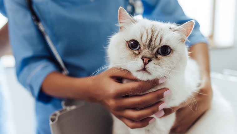 Abgeschnittenes Bild einer schönen Tierärztin mit Stethoskop untersucht süße weiße Katze in der Tierklinik.
