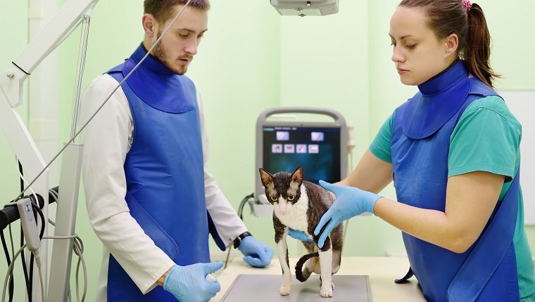 Zwei Tierärzte werden während der Untersuchung in der Tierklinik eine Röntgenaufnahme der Rasse Cornish Rex-Katze machen.  Gesundheit von Haustieren.  Pflege Tier.