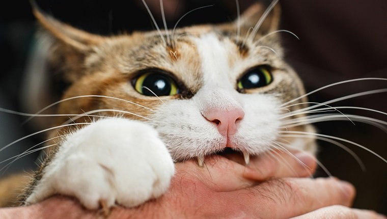 Wilde rote Katze beißt ihren Besitzer mit aller Kraft in den Arm.