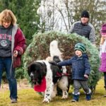Family walking alongside Newfoundland dog pulling their Christmas tree for decorating.