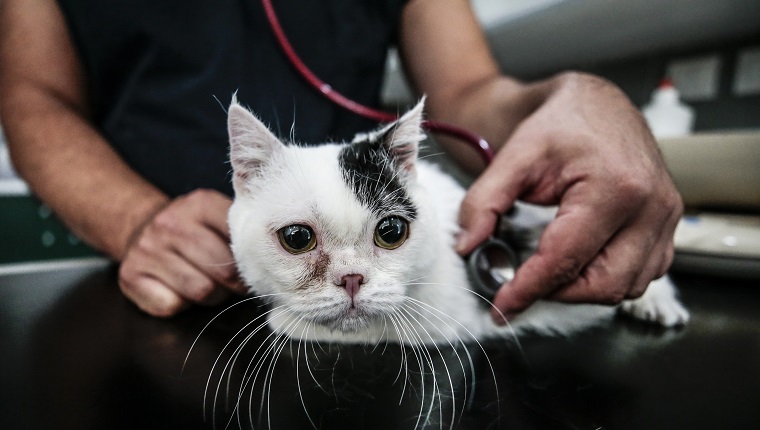 ANKARA, TÜRKEI - 09. JULI: Eine Katze namens "Kaju", die an Zwergwuchs leidet, wird am 09.07.2019 in einer Tierklinik in Ankara, Türkei, behandelt. Die 2 ½ Jahre alte Kaju sieht kleiner und kleiner aus als andere Katzen, da sie an Zwergwuchs leidet.  Es wurde im Alter von 6 Monaten in ein Krankenhaus gebracht.  Es ist 10 Zentimeter groß und wiegt eineinhalb Kilogramm.  Cats Behandlung und Gesundheitschecks laufen seit zwei Jahren im Krankenhaus. 
