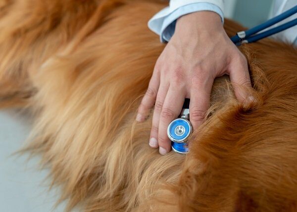 Close-up on a vet doing a medical exam on a dog listening to his heart with a stethoscope