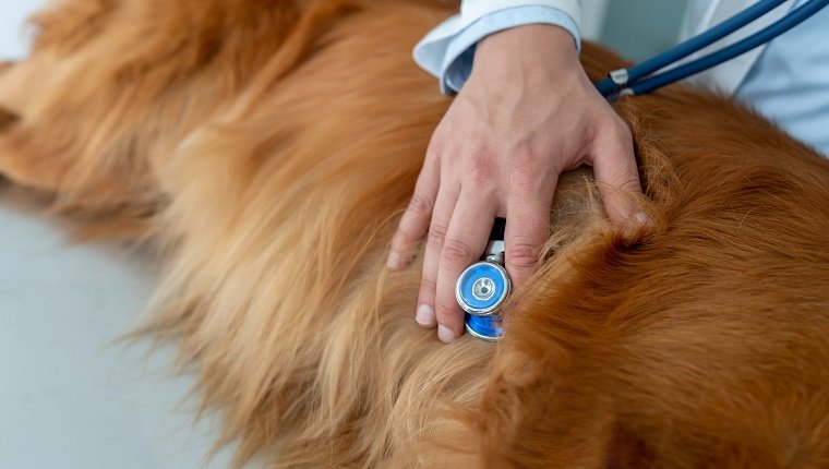 Nahaufnahme eines Tierarztes, der eine medizinische Untersuchung eines Hundes durchführt, der mit einem Stethoskop auf sein Herz hört