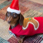 Sausage dog wearing a gingerbread man sweater and Santa hat