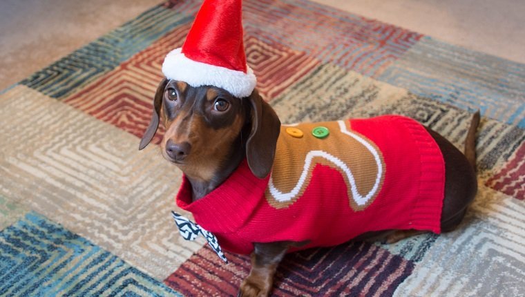 Wursthund mit Lebkuchenmann-Pullover und Weihnachtsmütze
