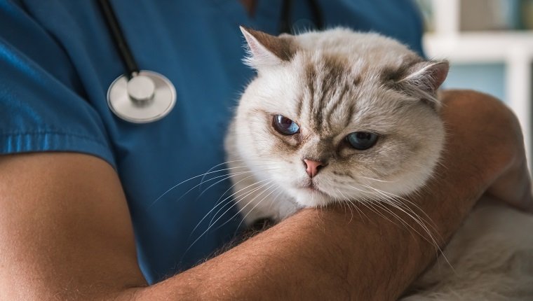 Abgeschnittenes Bild eines gutaussehenden jungen Tierarztes, der eine süße Katze hält, während er im Büro steht