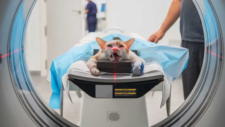 Katze mit verletzter Pfote, die auf einem Tisch in der Nähe eines anonymen Tierarztes liegt, während sie in einer MRT-Ausrüstung in einer Tierklinik gescannt wird