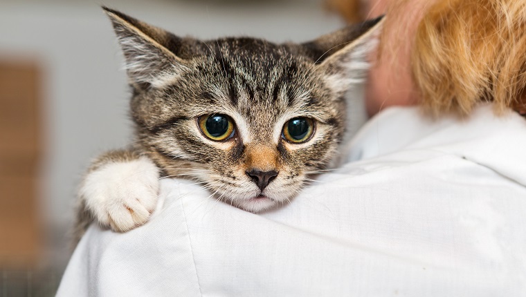 Kleines, verängstigtes Kätzchen in die Hände des Arztes des Tierheims für obdachlose Tiere