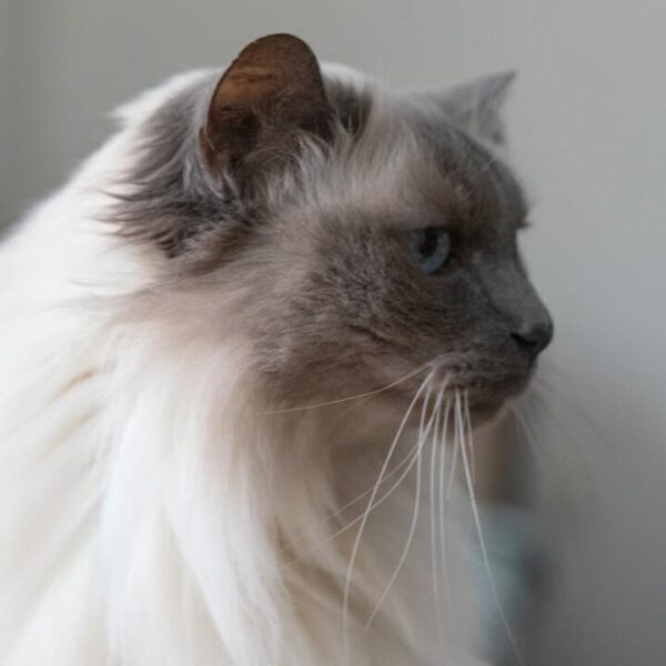 Warum ist meine Ragdoll-Katze so dünn – 5 Dinge, die Sie wissen sollten