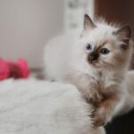 Warum kotzt meine Ragdoll-Katze – Gründe & Abhilfen