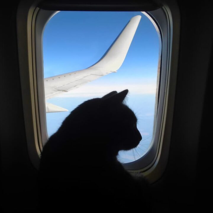Darf man 2 Katzen in ein Flugzeug mitnehmen – Reiserichtlinien & Infos