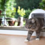 Welche Größe Katzenklappe für eine Maine Coon – Eine Auswahlhilfe