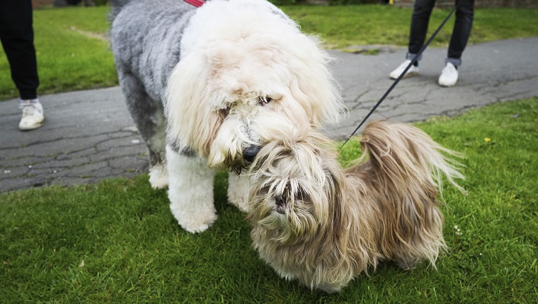 Alter englischer Schäferhund und ein Shih Tzu-Hund auf einem Hundeplatz in einem öffentlichen Park