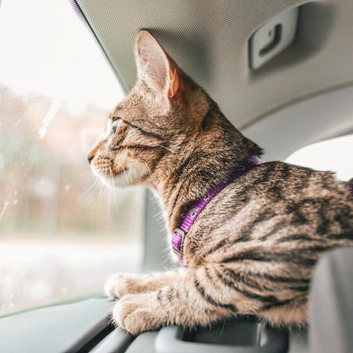 Kann man Katzen in einem Uber mitbringen – Reisetipps & mehr