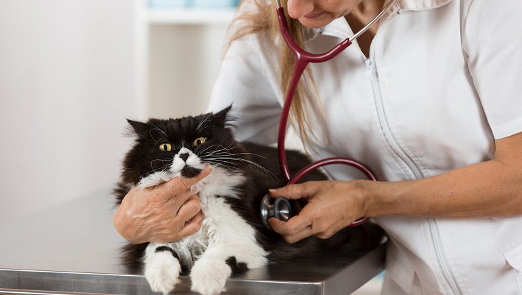 Tierarzt, der ein krankes Kätzchen in der Klinik auskultiert