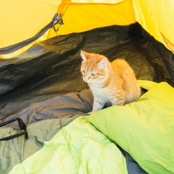 Können Sie Katzen zum Camping mitbringen – Tipps & Strategien